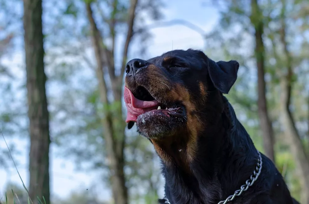 Kennel Cough in Rottweilers